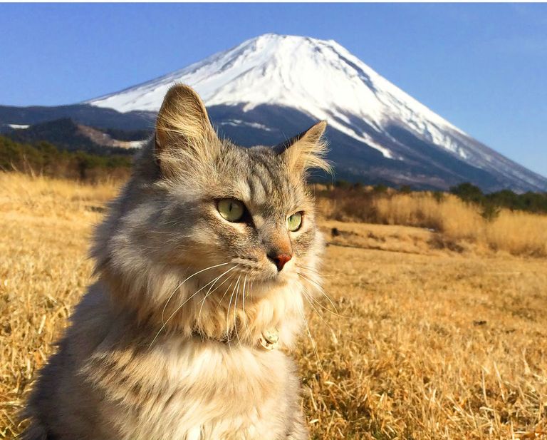 Mount Fuji