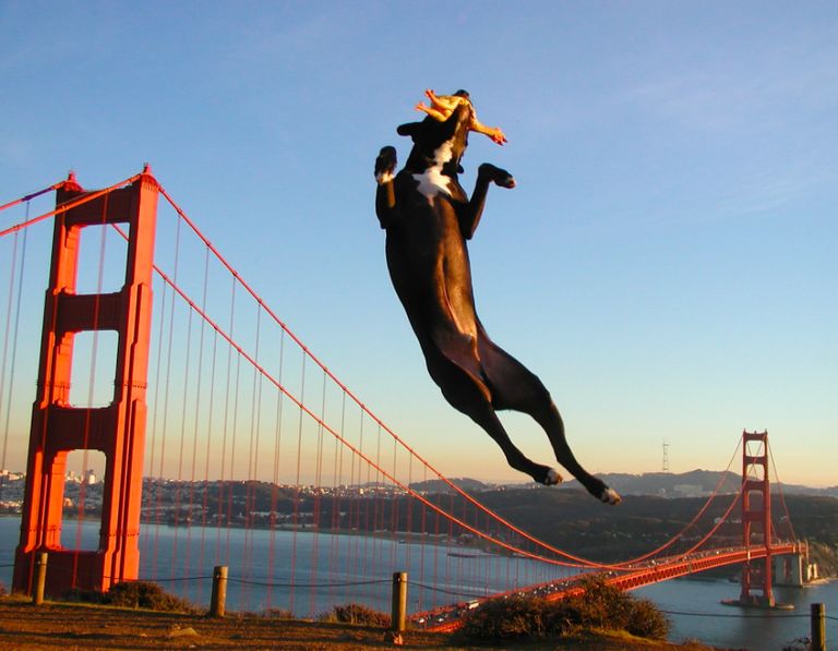 The Golden Gate Bridge