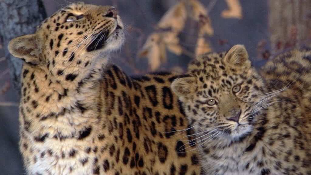 Amur Leopard