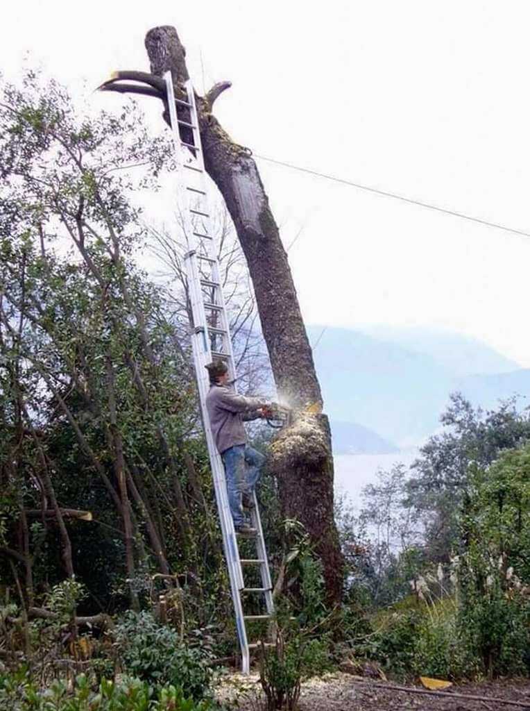 Trees, power lines and ignorance