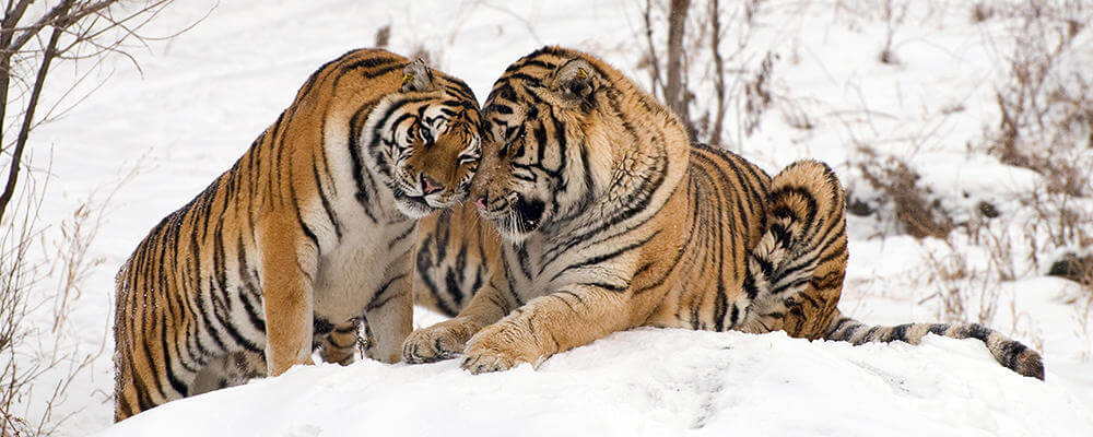 Siberian Tiger