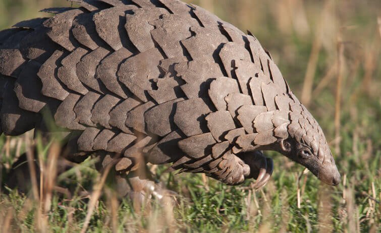 Pangolin