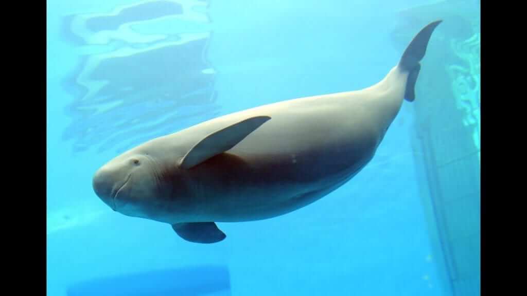 Yangtze Finless Porpoise