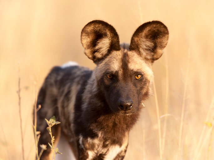 African Wild Dog