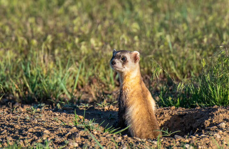 Black-footed Ferrets