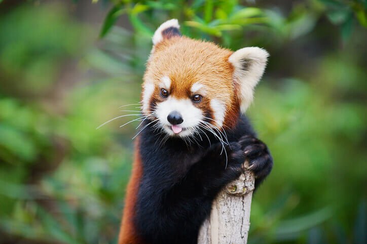 Red Panda