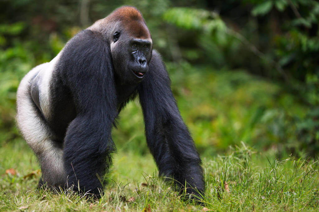 Cross River Gorilla/Western Gorilla