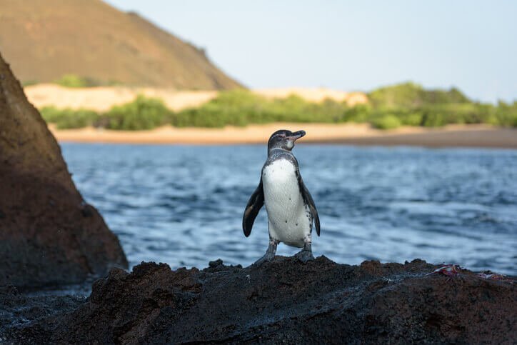 Galápagos Penguin