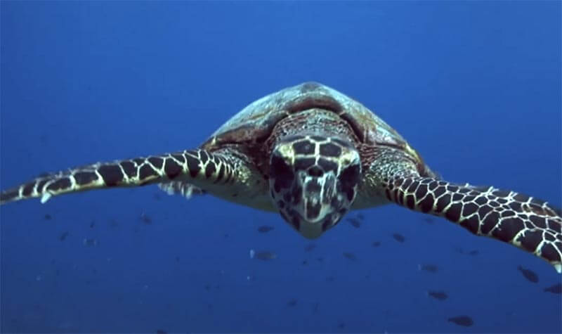 Hawksbill Turtle