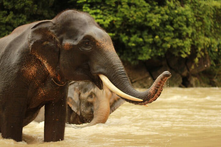 Sumatran Elephant