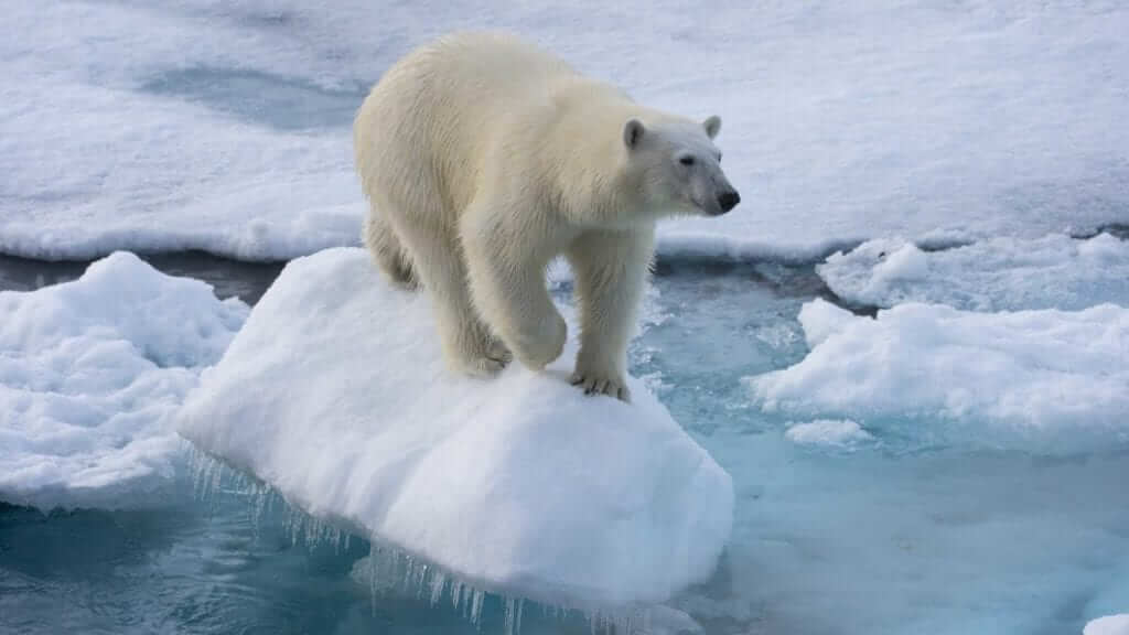 Polar Bear