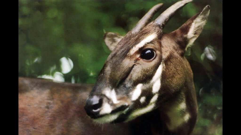 Saola