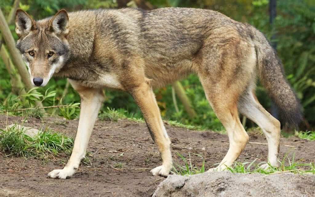 Red Wolf