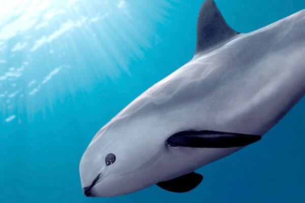 Vaquita