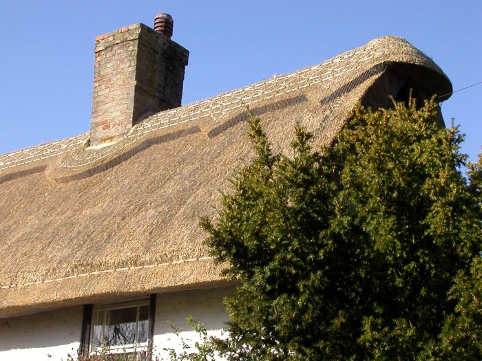 Animals in the thatch roof