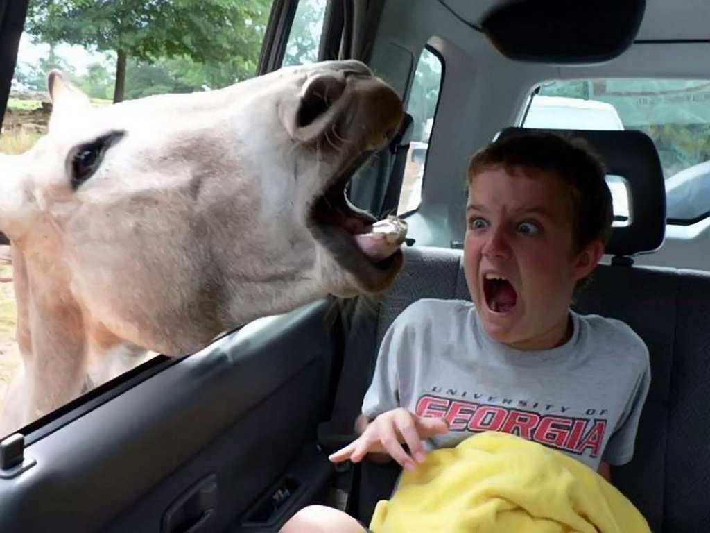 Donkey peaking through cars window 