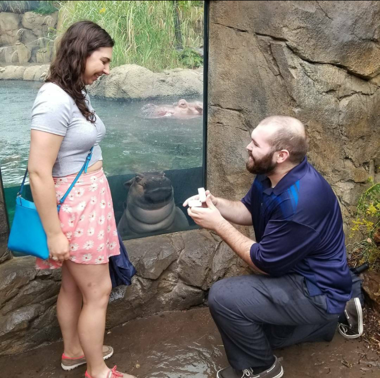 Proposal in a zoo